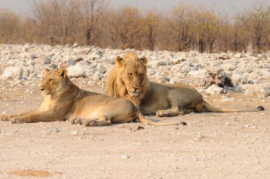 Hayvanat bahçesindeki bir aslanın güzel bir fotoğrafı.
