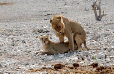 Bulanık bir arkaplanı olan kayanın üzerinde oturan sevimli beyaz bir aslanın yakın plan fotoğrafı.