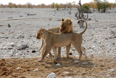 Etoşa namibya aslanı