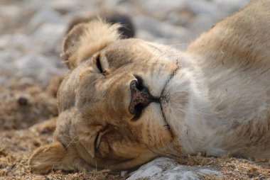 Yerde yatan aslan