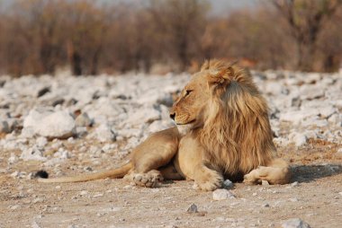 Afrika 'da, bozkırda bir aslan