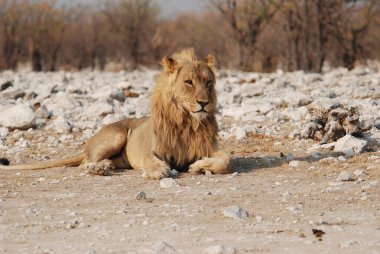 Afrika aslanı Namibya 'daki Etoşa Ulusal Parkı' nda.