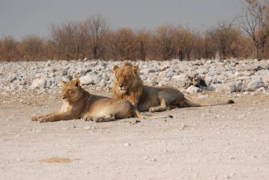 Afrika 'daki Kruger Ulusal Parkı' nda aslan var.
