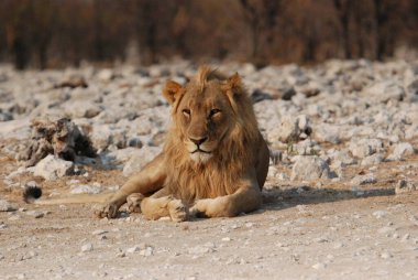 Çölde bir aslan