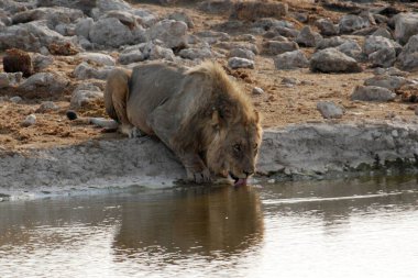 Sudan su içen aslan.