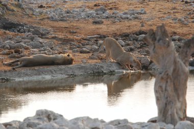 Sudaki genç bir aslanın yakın plan fotoğrafı.