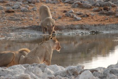 Afrika Namibya 'daki Etoşa Ulusal Parkı' ndaki vahşi su birikintisi