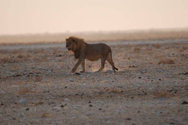 Namibya 'da Etoşa' da aslan
