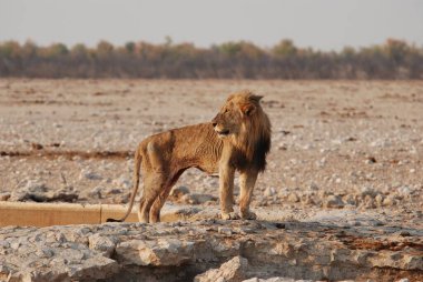 Etoşa Ulusal Parkı Namibya 'da Afrika Aslanı (panthera leo)