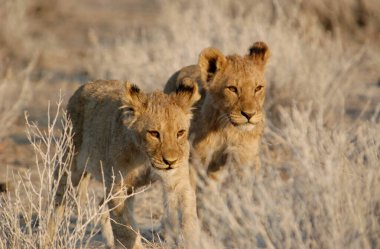 Çöldeki aslan ailesi.