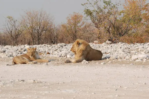 Çöldeki güzel beyaz aslan