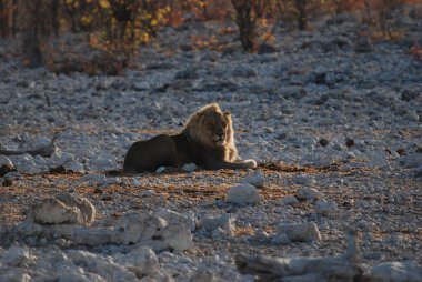 Kenya savanındaki aslan