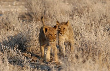Kuru çimenlerde yürüyen genç aslanlar.