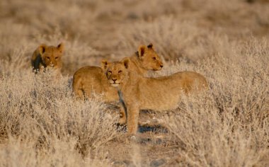 Etoşa Ulusal Park Namibya 'sında aslan
