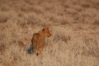 Aslan yavrusu çimlerde