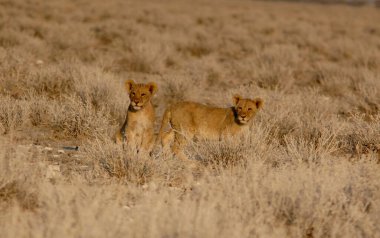 Doğada yerde sevimli vahşi köpekler