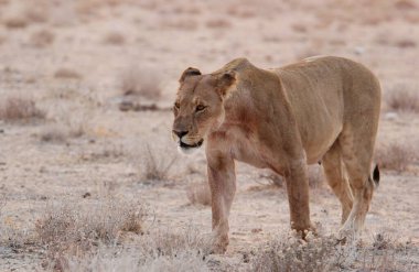 Savanada yürüyen vahşi bir aslan