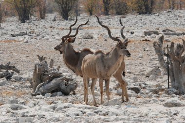 Büyük bir beyaz boğa sürüsü ve vahşi at sürüsü kurak bir sonbahar gününde çölde, arka plandaki dağlarda yürüyorlar.