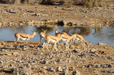 Beyaz - sırt İmpala - Kruger Park - Güney Afrika - etosha