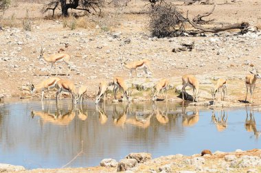 Sudaki bir grup kuş.