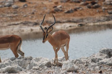 Etoşa Ulusal Parkı, Namibya 'da bir çift vahşi Afrika antilobu.