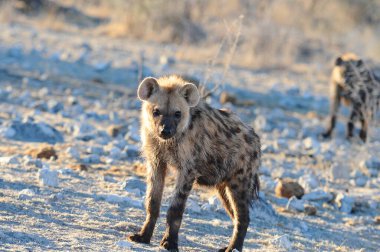 Savanda vahşi bir Afrikalı vahşi hayvan.