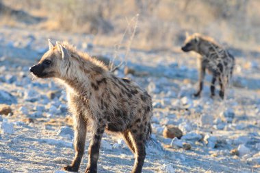 Çita, vahşi hayvan, memeli.