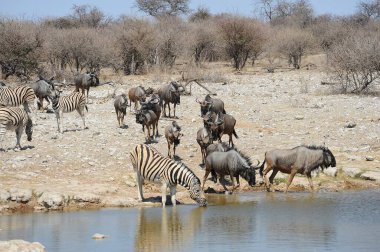 Bir grup zebra su birikintisinde bir delikte