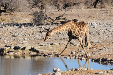 Suyun içinde güzel bir zürafa resmi.