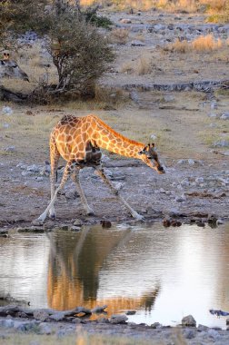 Suda yürüyen zürafanın güzel bir fotoğrafı.
