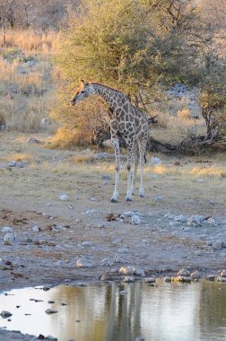 Namibya 'daki Etoşa Ulusal Parkı' nda zürafa camelopardalis.