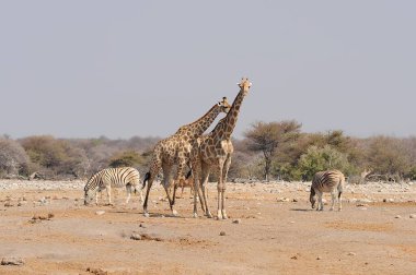 Etoşa Ulusal Parkı 'ndaki su birikintisinde Afrika zürafası.