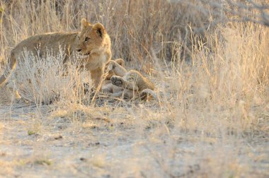 Güney Afrika 'daki Kruger parkında aslan yavrusu.
