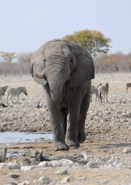 Kenya savanındaki fil