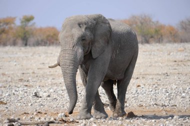 Kenya savanındaki Afrika fili