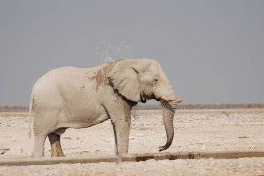 Suda duran bir Afrika filinin yakın plan fotoğrafı.