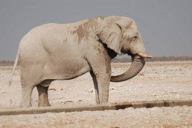 Afrika fili, Loxodonta Africana suda yürüyor, etosha, namibya
