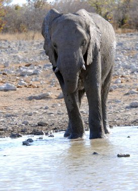 Namibya savanındaki fil