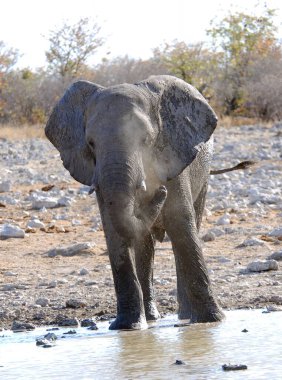 Fil içme suyu bir delikten
