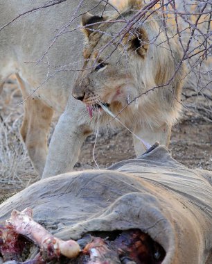 Aslan ve aslan Kenya ovasında