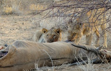 Afrika 'nın bozkırındaki aslan