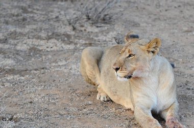 Aslan (panthera leo). Namibya. Afrika.