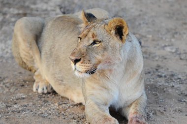 Afrika 'nın bozkırındaki aslan