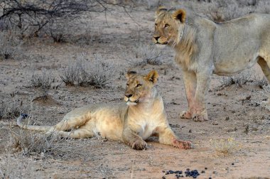 Güney Afrika 'daki Kruger Ulusal Parkı' nda aslan yavrusu.