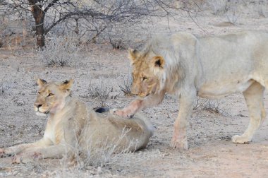 Aslan yavrusu ve aslan dişi aslan.