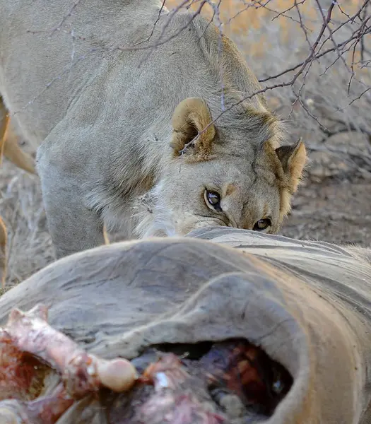 Hayvanat bahçesindeki dişi bir aslan.
