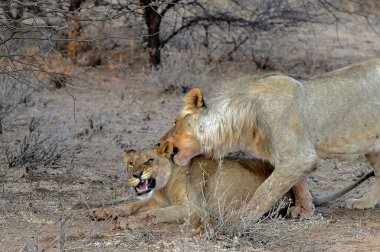 Namibya 'da dişi aslan ve aslan.