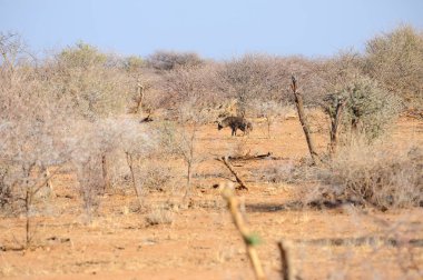 Savanadaki vahşi bir Afrika fili