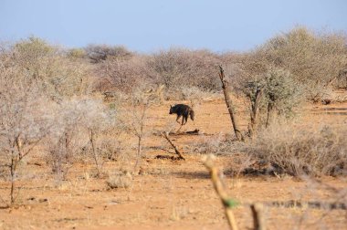 Vahşi Afrika fili, Afrika çalısı