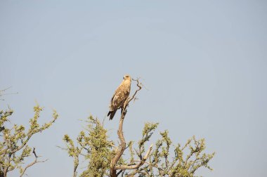 Afrika, Kenya savanındaki kartal